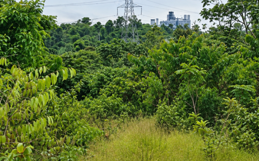 TERRAIN TITRÉ DE PLUSIEURS HECTARES À DOUALA-MISSOLE : UNE VASTE RÉSERVE FONCIÈRE À 7000 FCFA/M²