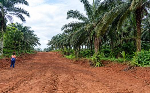 DIBAMBA : INVESTISSEZ DANS DES HECTARES DE TERRE À FORT POTENTIEL AUX PORTES DU PORT SEC