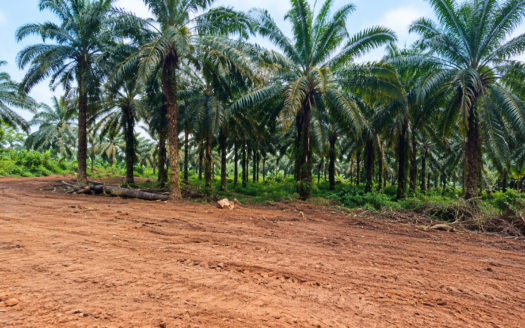 DIBAMBA : INVESTISSEZ DANS DES HECTARES DE TERRE À FORT POTENTIEL AUX PORTES DU PORT SEC