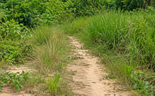 TERRAIN TITRÉ DE PLUSIEURS HECTARES À DOUALA-MISSOLE : UNE VASTE RÉSERVE FONCIÈRE À 7000 FCFA/M²